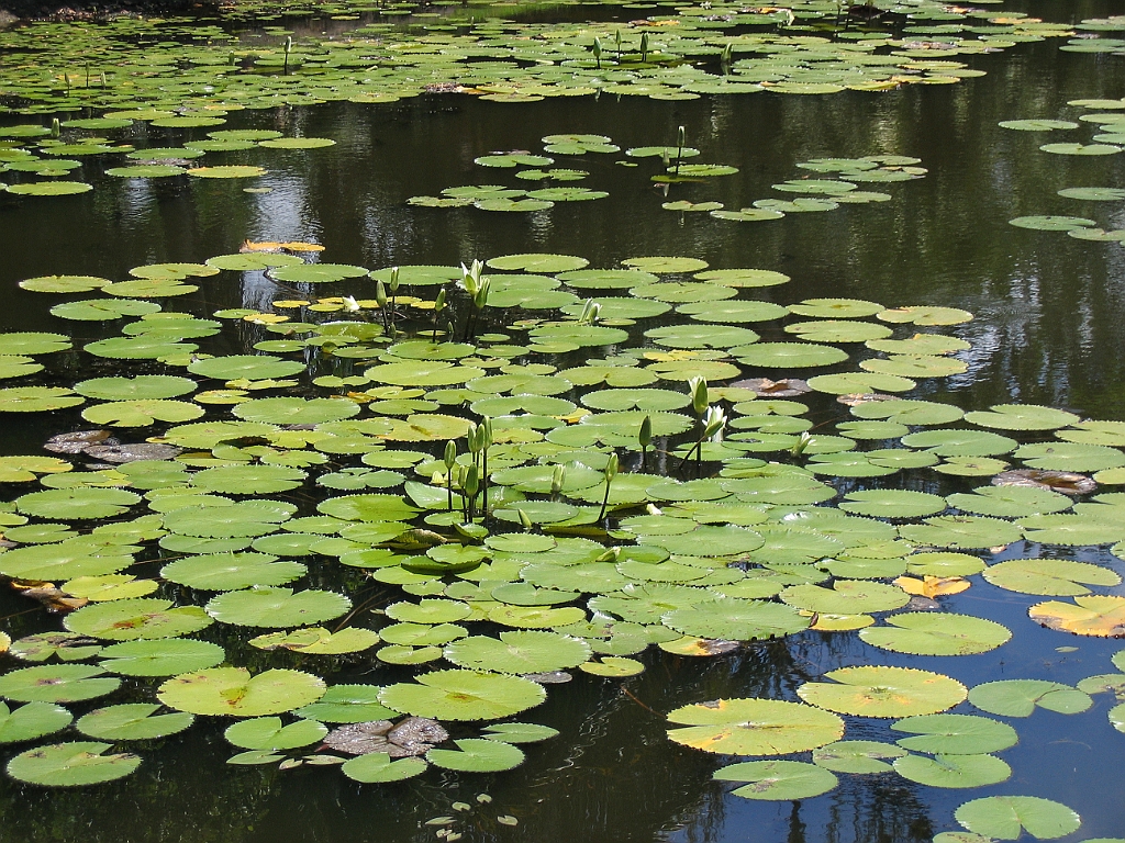 CairnsTC057 Centenary Lakes.jpg